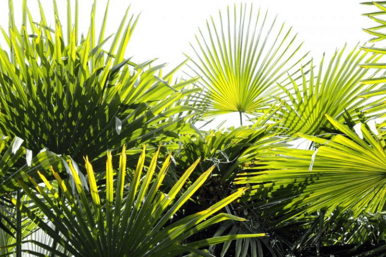 So gelingt der Urban Jungle im Wohnzimmer