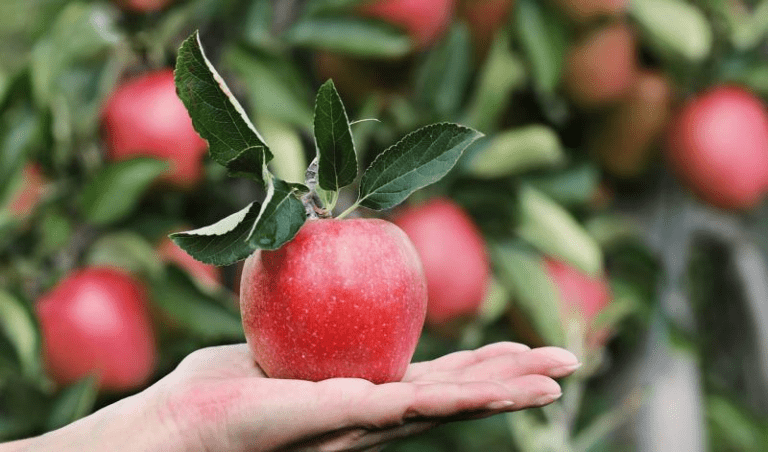 Gartenarbeit jenseits des Sommers