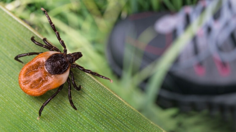 Eine Zecke im Garten lauert auf einem grünen Blatt am Rasen.