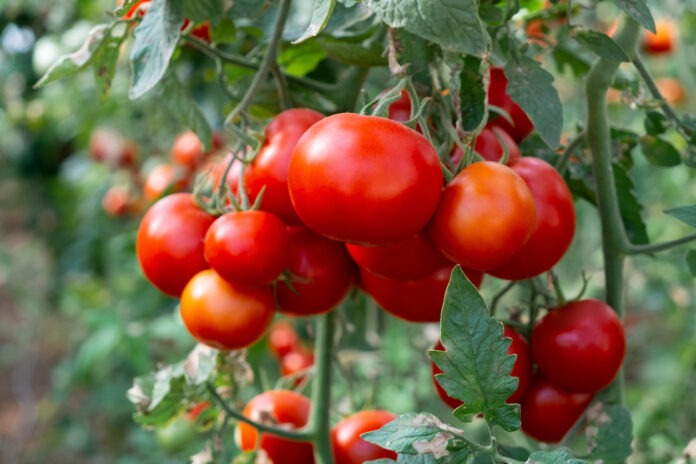 Reife Tomaten, die zur Ernte bereit sind.