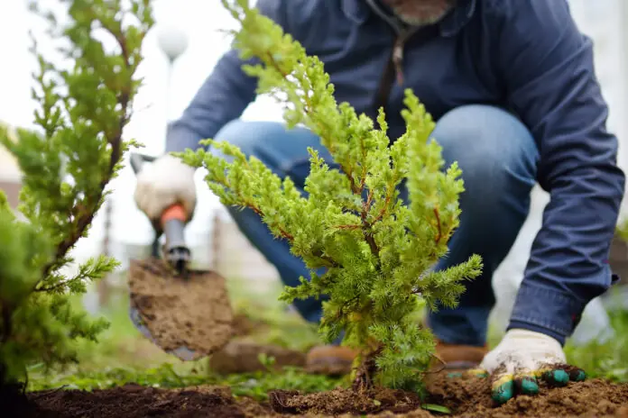 Ein Mann legt einen Garten an.