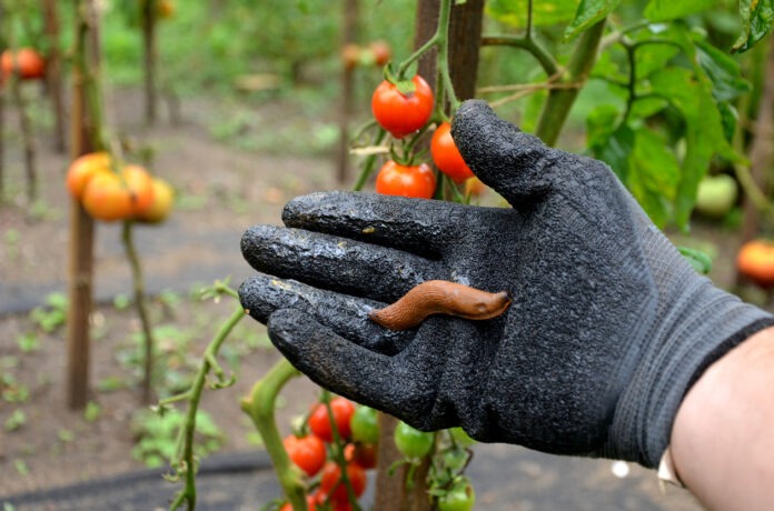 Eine braune Nacktschnecke kriecht in einer Hand auf dem Gartenhandschuh. Im Hintergrund befinden sich Tomaten.