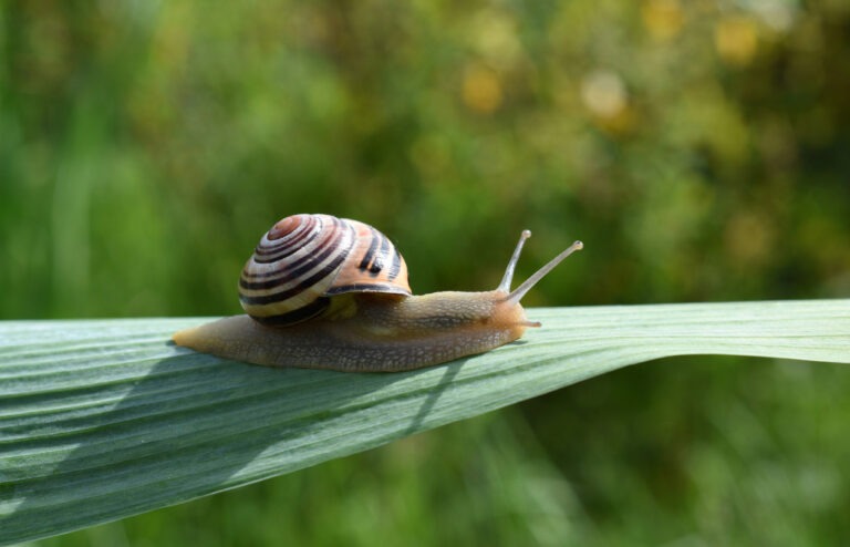 Eine Schnecke auf einem grünen Blatt.