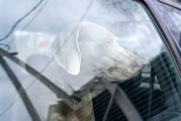 Ein Weimaraner wartet im Auto und blickt aus dem Fenster.