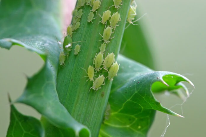 Blattläuse auf einem Stiel einer Pflanze.