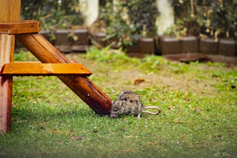 Eine Ratte sitzt auf dem grünen Rasen im Garten.