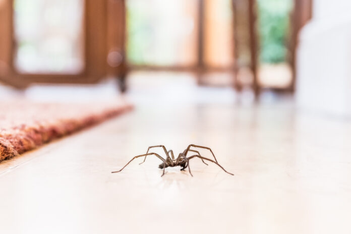 Eine große Spinne krabbelt auf dem Boden in der Wohnung.