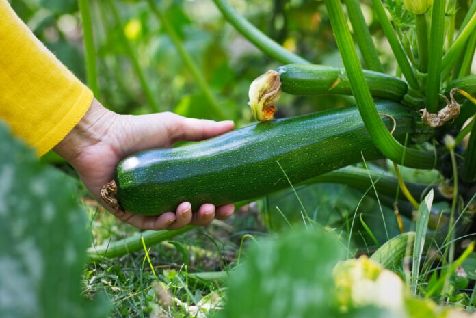 Eine Frau hält eine große Zucchini in ihrem Garten in der Hand und möchte sie ernten.