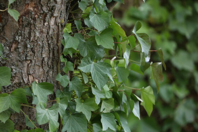 Efeu wuchter im Garten und wächst dabei den Baum hoch.