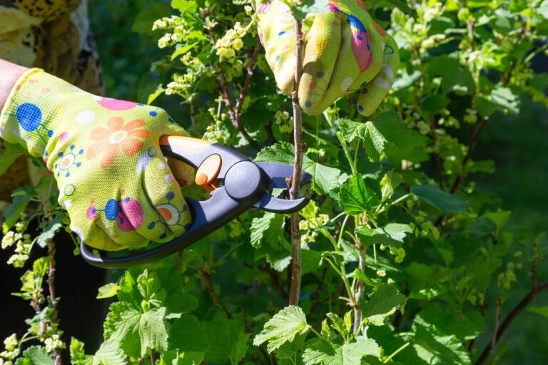 Jemand schneidet die Johannisbeere zurück und trägt dabei Handschuhe.