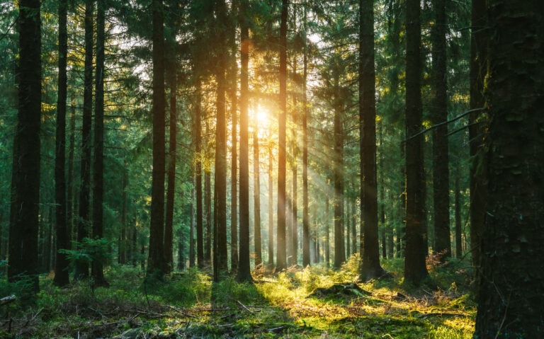 Die Sonne strahlt durch die Bäume im Wald.