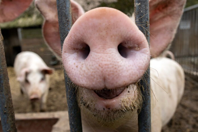 Ein Schwein steckt neugierig seine Nase durch das Gatter.