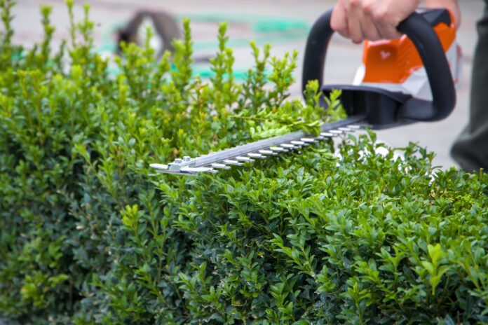 Ein Mann schneidet mit der elektrischen Heckenschere die Hecke.