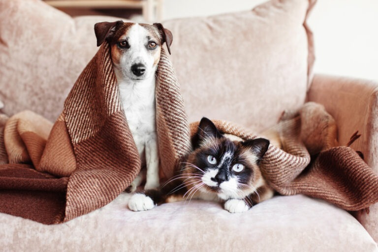 Hund und Katze sitzen gemeinsam auf dem Sofa unter einer Decke.