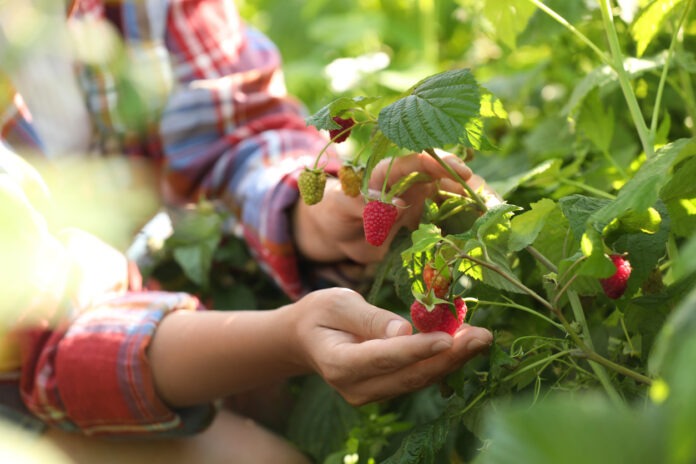 Eine Frau pflückt Himbeeren im Garten.