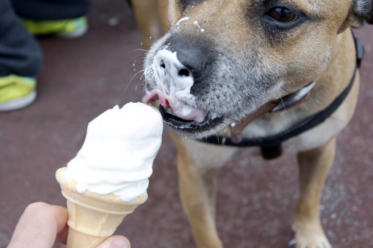 Ein Hund schleckt an einem Eis im Sommer, um sich abkühlen zu können.