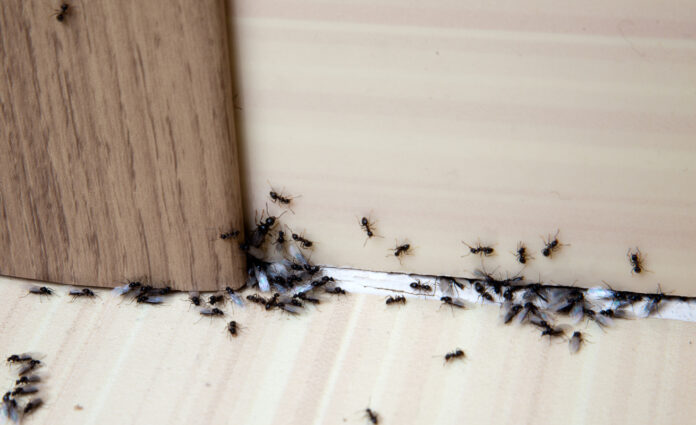 Eine ganze Horde Ameisen befindet sich in der Wohnung.