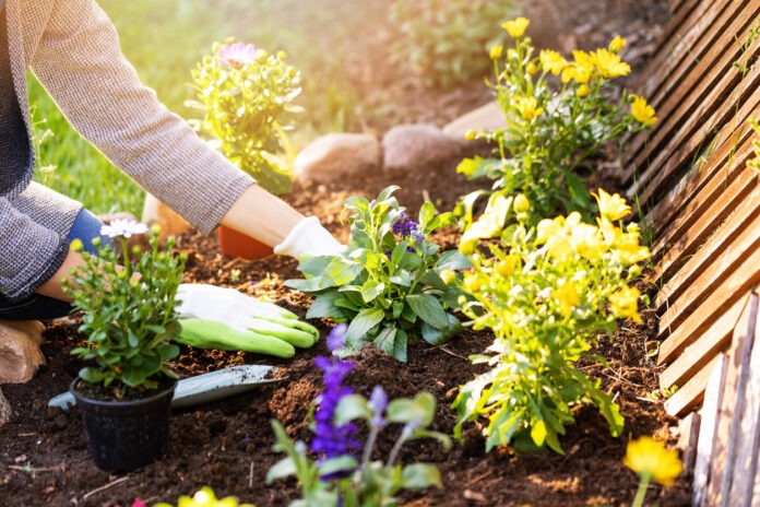 Eine Frau mit Gartenhandschuhen pflanzt Blumen in ein Beet.