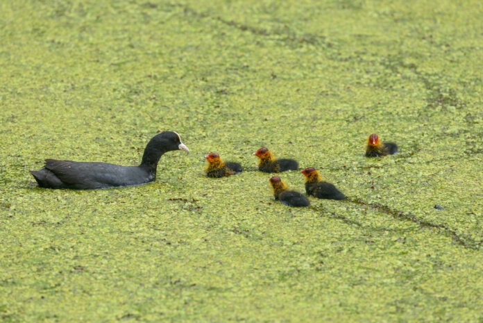 Ein Teich voller Algen. Auf dem Wasser schwimmen Enten.