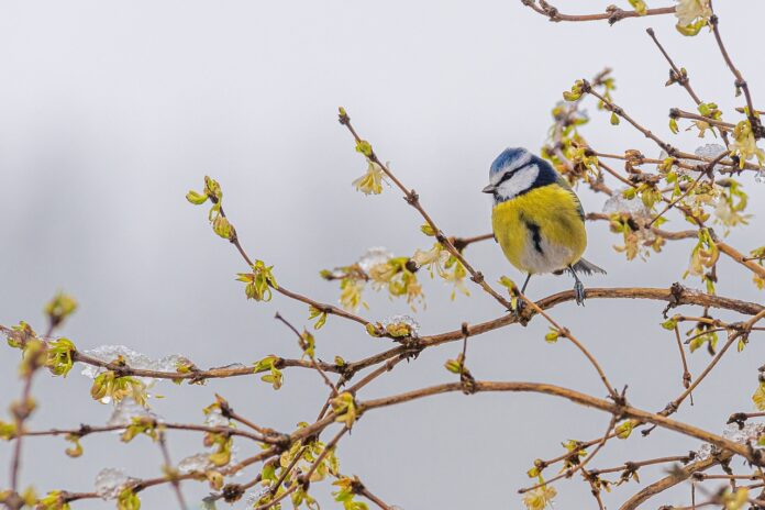 Blaumeise auf Forsythie im Winter