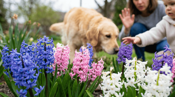 Gefahr im Garten: Warum Sie Hyazinthen niemals unterschätzen sollten