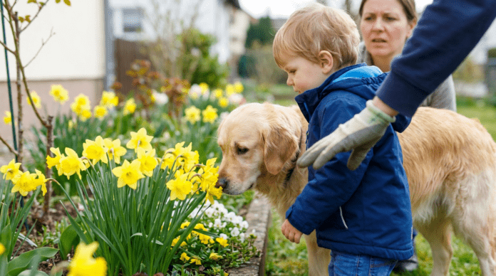 Vorsicht bei Osterglocken: Diese 3 Fakten retten Ihr Kind oder Haustier
