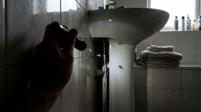 Silberfische im Haus? An diesen 5 Orten verstecken sie sich tagsüber