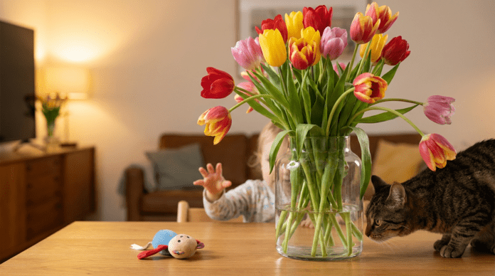 Warum Tulpen in der Vase für Sie gefährlich werden können